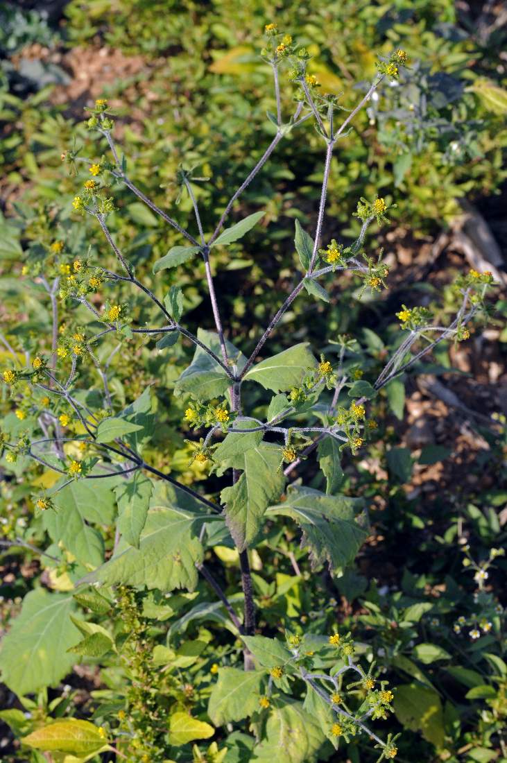 Siegesbeckia orientalis